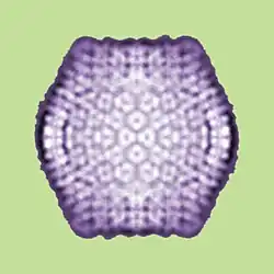 Virus Spoutnik (virologie)