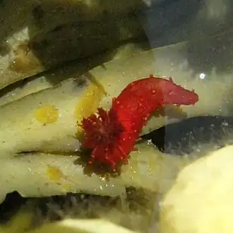 Squamocnus brevidentis