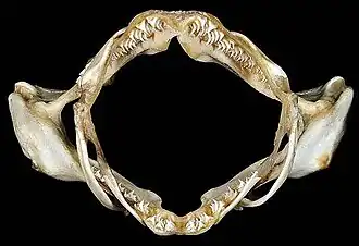 Mâchoire d'une Squatina californica