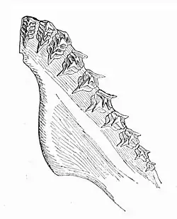 Dessin d'une maxillaire, montrant les dents.