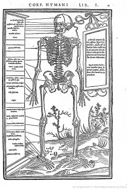  Description du squelette humain extraite de De Dissectione partium corporis écrit par Charles Estienne.