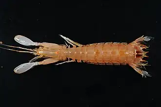 Squilloides leptosquilla