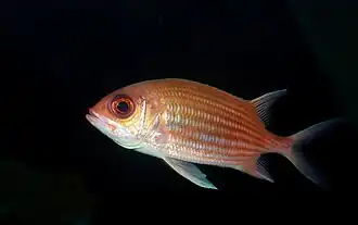 Description de l'image Squirrelfish_Holocentrus_ascensionis.jpg.