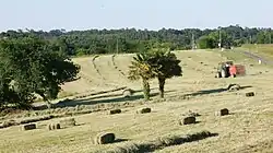St-Girons en Béarn, fenaison.