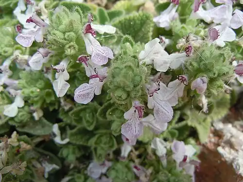 Stachys spreizenhoferi en floraison en mai.