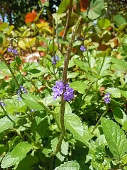 Vue de l'épi floral de Stachytarpheta jamaicensis en Guadeloupe.