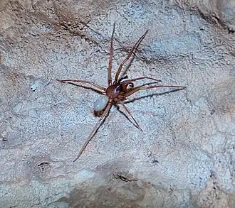 Description de l'image Stalita taenaria1.jpg.