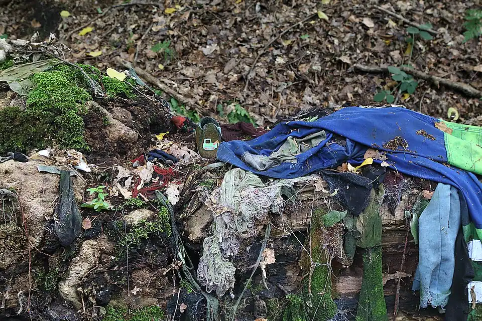 Le robinier en 201… ce qu'il en reste.