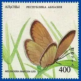 Description de l'image Stamp of Abkhazia - 1994 - Colnect 919234 - Meleageria marcida.jpeg.