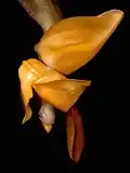 Stanhopea annulata