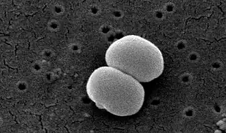 Description de l'image Staphylococcus epidermidis lores.jpg.