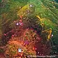 Plusieurs étoiles naissent dans la région entourant NGC 1999.