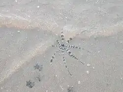 En Thaïlande, partiellement enfouie dans le sable.