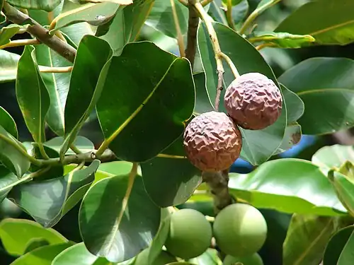 Fruits