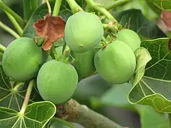 Fruit.