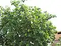 Annona muricata, arbre en fruits