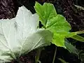 Revers de la feuille