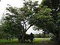 Pied (et jeune feuillage rosé) de Carapa guianensis