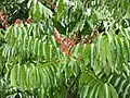 Jeune feuillage rosé de Carapa guianensis