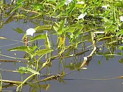 Tiges flottantes.