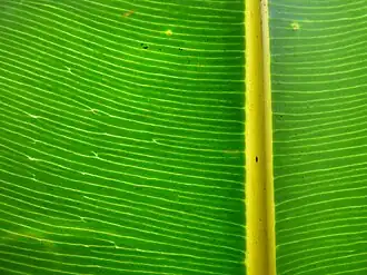 Feuille éclairée par derrière