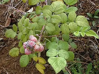 Description de l'image Starr_010423-0039_Rubus_niveus_f._a.jpg.
