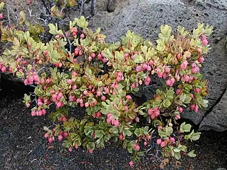 Description de l'image Starr_011107-0042_Vaccinium_reticulatum.jpg.