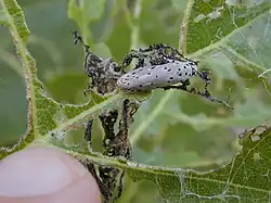 Ethmia nigroapicella