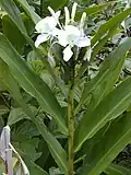 Hedychium coronarium.