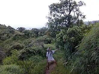 Description de l'image Starr 020925-0030 Broussaisia arguta.jpg.