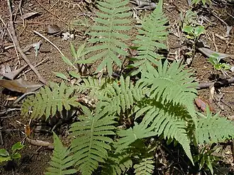 Description de cette image, également commentée ci-après