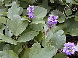 Feuilles et fleurs de Pueraria montana var. lobata.