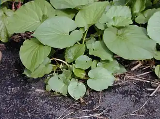 Description de l'image Starr_021122-0002_Piper_auritum.jpg.