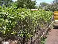 Mucuna urens cultivé à la State nursery Kahului (Maui)