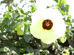 Hibiscus calyphyllus.