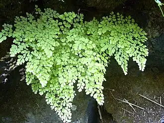Description de l'image Starr 030807-0142 Adiantum raddianum.jpg.