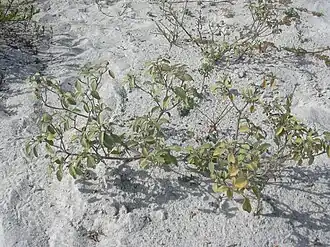 Description de l'image Starr 031108-0042 Sporobolus virginicus.jpg.