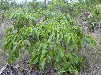 Description de l'image Starr 031108-2123 Metopium toxiferum.jpg.