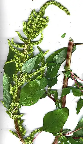 Description de l'image Starr_040527-9001_Amaranthus_dubius.jpg.