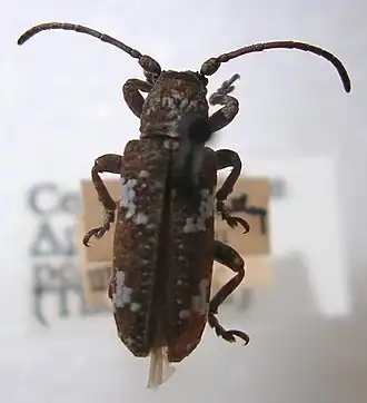 Apomecyna saltator (Fabricius, 1787)