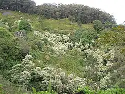Reflets argentés d'Aleurites moluccanus (Hawaï).