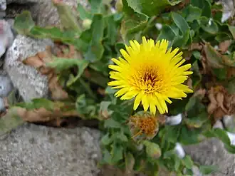 Description de cette image, également commentée ci-après