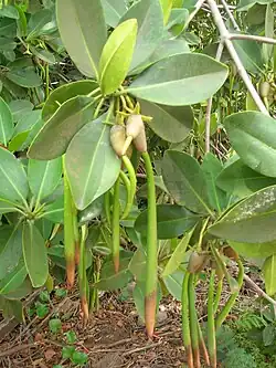 Fruits avec leur radicule, à Hawaï.