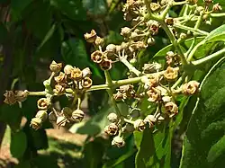 Fruit mûr d'Eucalyptus deglupta.