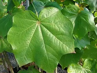 Description de l'image Starr 061213-2373 Kokia drynarioides.jpg.