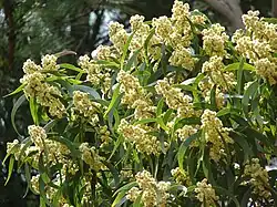 Koa en fleur sur Maui.