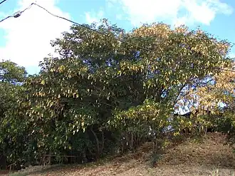 Description de l'image Starr 070221-4658 Albizia lebbeck.jpg.