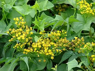 Description de l'image Starr 070308-5483 Delairea odorata.jpg.