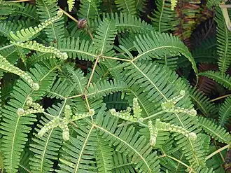 Description de l'image Starr 070405-6757 Dicranopteris linearis.jpg.