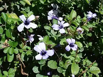 Description de cette image, également commentée ci-après